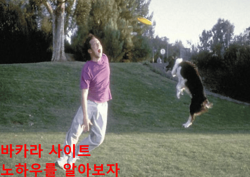 바카라 사이트