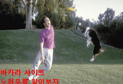 바카라 사이트